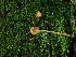  ( - FDS-CA-03245)  @11 [ ] by (2024) Justin Paulin Fungal Diversity Survey
