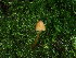  ( - FDS-CA-03245)  @11 [ ] by (2024) Justin Paulin Fungal Diversity Survey