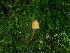  ( - FDS-CA-03245)  @11 [ ] by (2024) Justin Paulin Fungal Diversity Survey