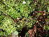  ( - FDS-CA-03258)  @11 [ ] by (2024) Justin Paulin Fungal Diversity Survey