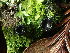  ( - FDS-CA-03258)  @11 [ ] by (2024) Justin Paulin Fungal Diversity Survey