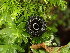  ( - FDS-CA-03258)  @11 [ ] by (2024) Justin Paulin Fungal Diversity Survey