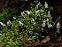  (Xylaria - FDS-CA-03262)  @11 [ ] by (2024) Justin Paulin Fungal Diversity Survey