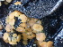  ( - FDS-CA-02316)  @11 [ ] by-nc (2024) Jaren Hockert Fungal Diversity Survey