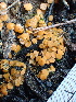  ( - FDS-CA-02316)  @11 [ ] by-nc (2024) Jaren Hockert Fungal Diversity Survey