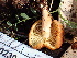  ( - FDS-CA-02391)  @11 [ ] by-nc (2024) Jaren Hockert Fungal Diversity Survey