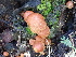  ( - FDS-CA-02391)  @11 [ ] by-nc (2024) Jaren Hockert Fungal Diversity Survey
