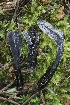  (Hypomyces sp. papulasporae-CA01 - FDS-CA-00929)  @11 [ ] by-nc (2024) Taye Bright Fungal Diversity Survey