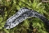  ( - FDS-CA-00929)  @11 [ ] by-nc (2024) Taye Bright Fungal Diversity Survey