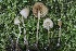  ( - FDS-CA-00930)  @11 [ ] by-nc (2024) Taye Bright Fungal Diversity Survey