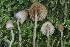  ( - FDS-CA-00930)  @11 [ ] by-nc (2024) Taye Bright Fungal Diversity Survey