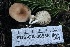  ( - FDS-CA-00935)  @11 [ ] by-nc (2024) Taye Bright Fungal Diversity Survey