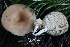  ( - FDS-CA-00935)  @11 [ ] by-nc (2024) Taye Bright Fungal Diversity Survey