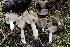  ( - FDS-CA-00937)  @11 [ ] by-nc (2024) Taye Bright Fungal Diversity Survey