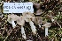  ( - FDS-CA-00937)  @11 [ ] by-nc (2024) Taye Bright Fungal Diversity Survey