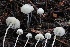  ( - FDS-CA-00943)  @11 [ ] by-nc (2024) Taye Bright Fungal Diversity Survey