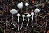  ( - FDS-CA-00943)  @11 [ ] by-nc (2024) Taye Bright Fungal Diversity Survey