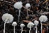  ( - FDS-CA-00943)  @11 [ ] by-nc (2024) Taye Bright Fungal Diversity Survey