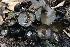  (Pseudoplectania sp. melaena-CA01 - FDS-CA-00945)  @11 [ ] by-nc (2024) Taye Bright Fungal Diversity Survey