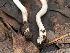  ( - FDS-CA-03666)  @11 [ ] by-nc (2024) Stu Pickell Fungal Diversity Survey