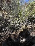  ( - FDS-CA-01563)  @11 [ ] c (2024) Rudy Diaz Fungal Diversity Survey
