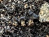  ( - FDS-CA-01567)  @11 [ ] c (2024) Rudy Diaz Fungal Diversity Survey