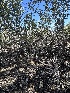 ( - FDS-CA-01567)  @11 [ ] c (2024) Rudy Diaz Fungal Diversity Survey