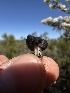  ( - FDS-CA-01567)  @11 [ ] c (2024) Rudy Diaz Fungal Diversity Survey