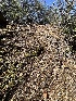  ( - FDS-CA-01568)  @11 [ ] c (2024) Rudy Diaz Fungal Diversity Survey