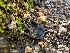  ( - FDS-CA-01568)  @11 [ ] c (2024) Rudy Diaz Fungal Diversity Survey