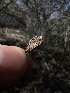  ( - FDS-CA-01589)  @11 [ ] c (2024) Rudy Diaz Fungal Diversity Survey