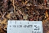  (Harmoniella - FDS-CA-03473)  @11 [ ] by-nc (2024) Fresno Mycology Society Fungal Diversity Survey