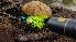  ( - FDS-CA-03474)  @11 [ ] by-nc (2024) Fresno Mycology Society Fungal Diversity Survey