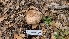  ( - FDS-CA-03475)  @11 [ ] by-nc (2024) Fresno Mycology Society Fungal Diversity Survey