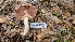  ( - FDS-CA-03475)  @11 [ ] by-nc (2024) Fresno Mycology Society Fungal Diversity Survey