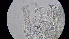  ( - FDS-CA-03473)  @11 [ ] by-nc (2024) Fresno Mycology Society Fungal Diversity Survey