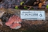  ( - FDS-CA-03484)  @11 [ ] by-nc (2024) Fresno Mycology Society Fungal Diversity Survey