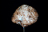  ( - FDS-CA-03481)  @11 [ ] by-nc (2024) Fresno Mycology Society Fungal Diversity Survey