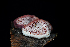  ( - FDS-CA-03484)  @11 [ ] by-nc (2024) Fresno Mycology Society Fungal Diversity Survey