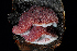  ( - FDS-CA-03484)  @11 [ ] by-nc (2024) Fresno Mycology Society Fungal Diversity Survey