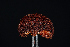  ( - FDS-CA-03490)  @11 [ ] by-nc (2024) Fresno Mycology Society Fungal Diversity Survey