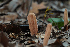  ( - FDS-CA-03480)  @11 [ ] by-nc (2024) Fresno Mycology Society Fungal Diversity Survey