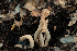  ( - FDS-CA-03480)  @11 [ ] by-nc (2024) Fresno Mycology Society Fungal Diversity Survey