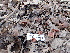 ( - FDS-CA-02395)  @11 [ ] by-nc (2024) Jaren Hockert Fungal Diversity Survey