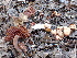  ( - FDS-CA-02395)  @11 [ ] by-nc (2024) Jaren Hockert Fungal Diversity Survey