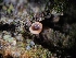 ( - FDS-CA-03497)  @11 [ ] by-nc (2024) Fresno Mycology Society Fungal Diversity Survey