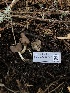  ( - FDS-CA-03277)  @11 [ ] by (2024) Justin Paulin Fungal Diversity Survey