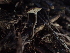  ( - FDS-CA-03268)  @11 [ ] by (2024) Justin Paulin Fungal Diversity Survey