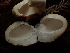  ( - FDS-CA-03274)  @11 [ ] by (2024) Justin Paulin Fungal Diversity Survey