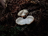  ( - FDS-CA-03274)  @11 [ ] by (2024) Justin Paulin Fungal Diversity Survey